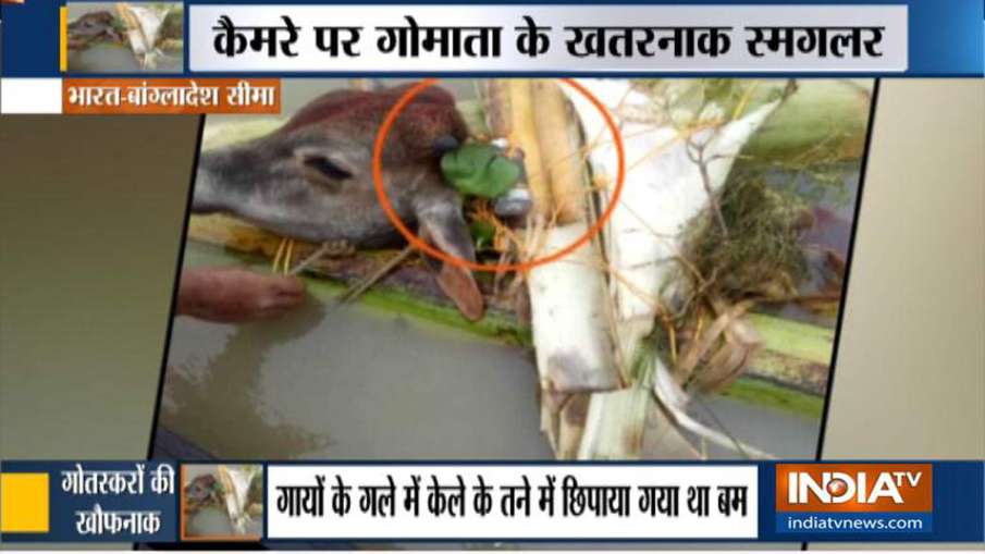 बांग्लादेश बॉर्डर पर गायों के गले में लॉकेट बम, खौफनाक साजिश का हुआ खुलासा बांग्लादेश बॉर्डर पर गायों के गले में लॉकेट बम, खौफनाक साजिश का हुआ खुलासा- India TV Hindi