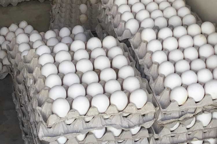 eggs eggs- India TV Hindi
