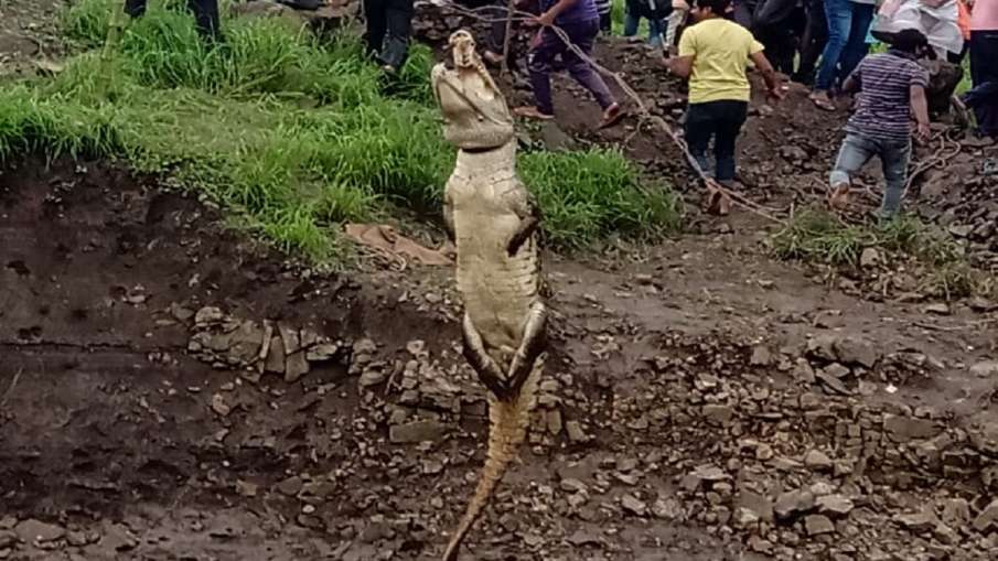 Crocodile rescued in Karnataka Crocodile rescued in Karnataka- India TV Hindi