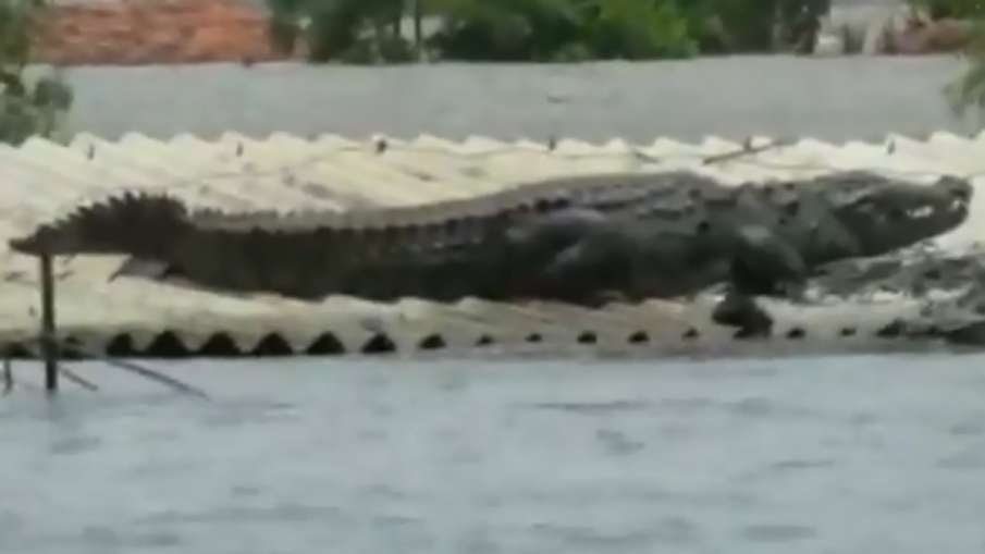 A Crocodile lands on roof of a house in flood affected Raybag taluk in Belgaum | ANI A Crocodile lands on roof of a house in flood affected Raybag taluk in Belgaum | ANI- India TV Hindi