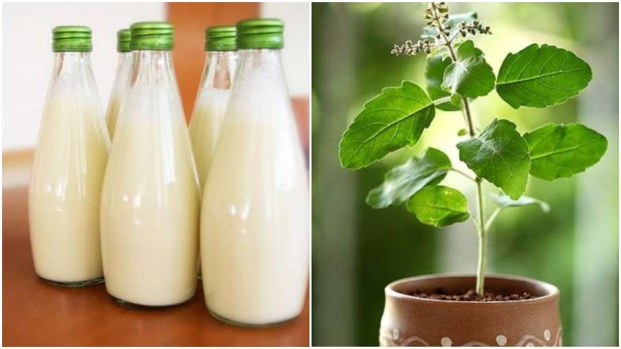 Milk and Tulsi Milk and Tulsi- India TV Hindi