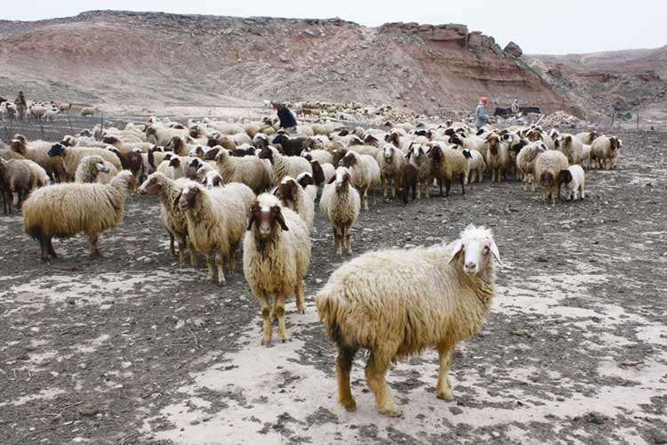 sheep sheep- India TV Hindi
