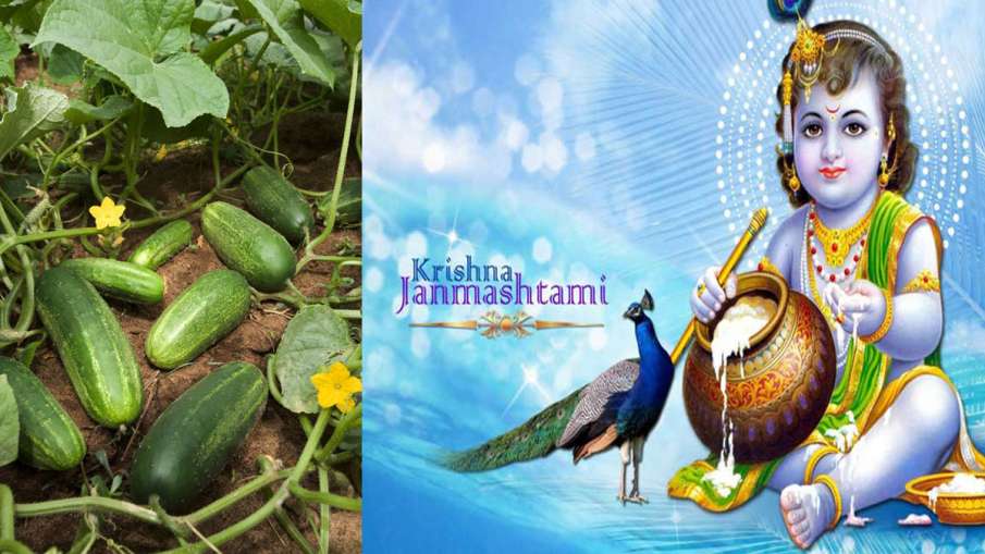 krishna janmashtami 2019 krishna janmashtami 2019 - India TV Hindi
