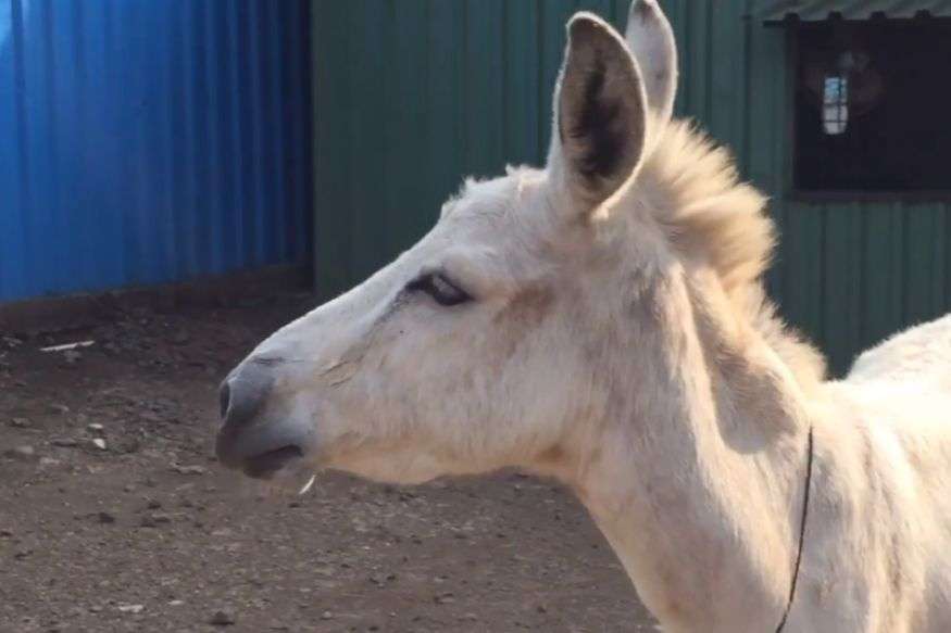 amily donkey amily donkey- India TV Hindi