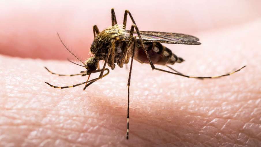dengue dengue- India TV Hindi