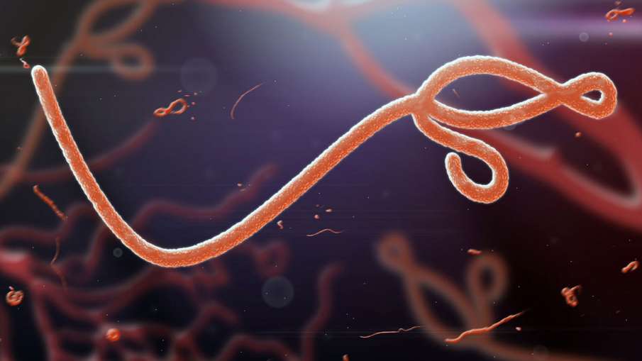 EBOLA VIRUS EBOLA VIRUS- India TV Hindi