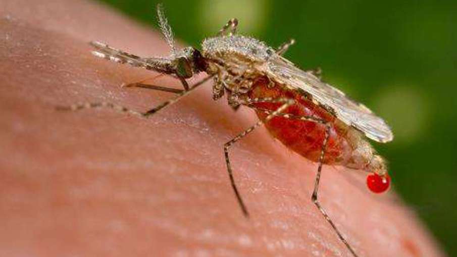 Malaria Malaria- India TV Hindi