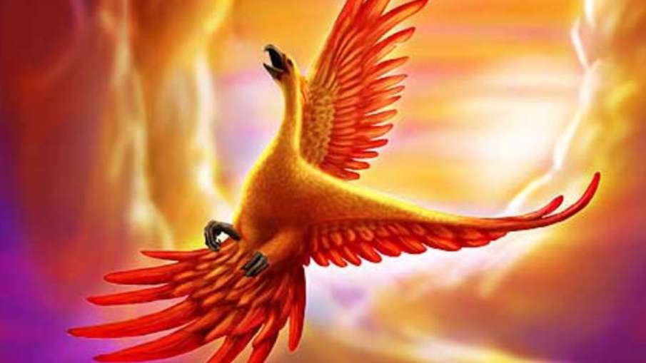 phinix bird phinix bird- India TV Hindi