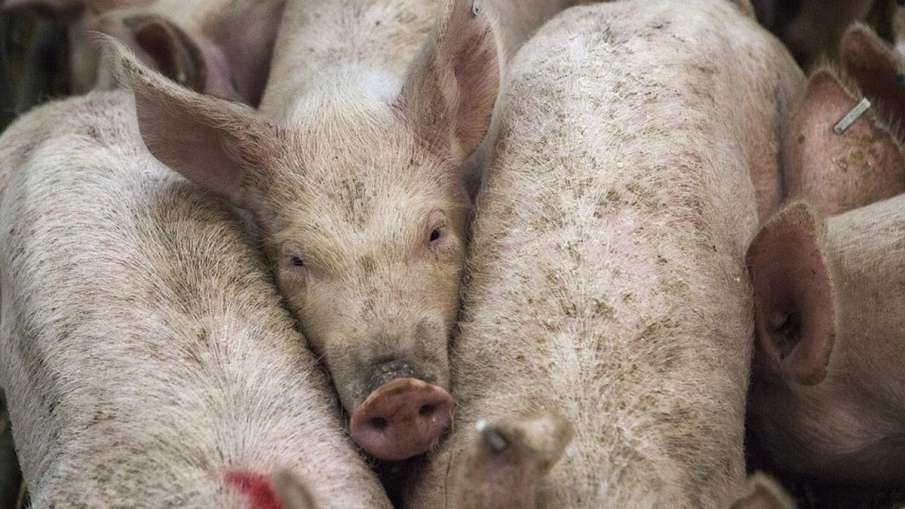 Philippines confirms African swine fever, culls 7000 pigs | AP Philippines confirms African swine fever, culls 7000 pigs | AP - India TV Hindi