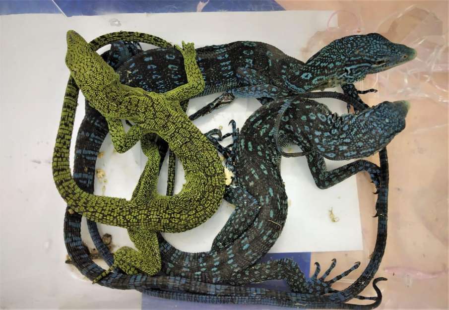 2 black tree monitor lizard 2 black tree monitor lizard- India TV Hindi