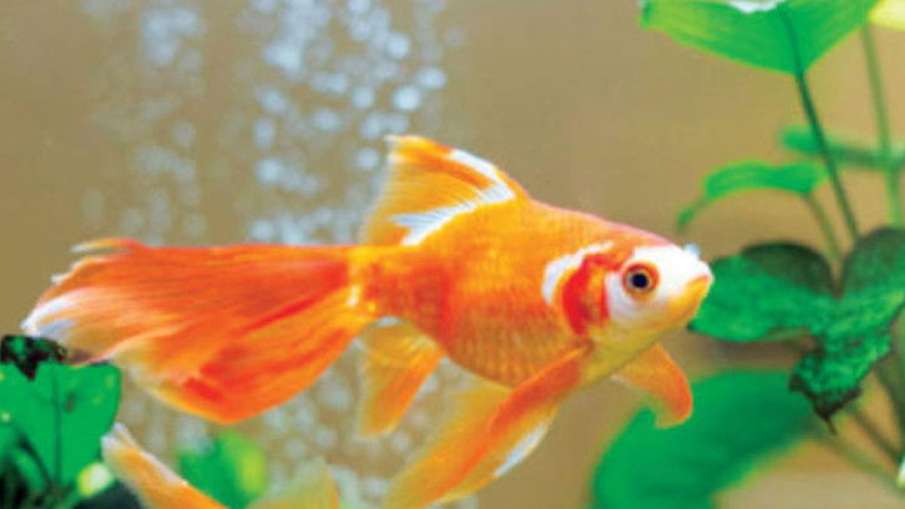 goldfish aquarium vastu shastra