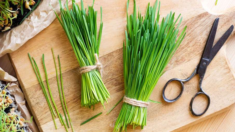 Wheatgrass Wheatgrass- India TV Hindi