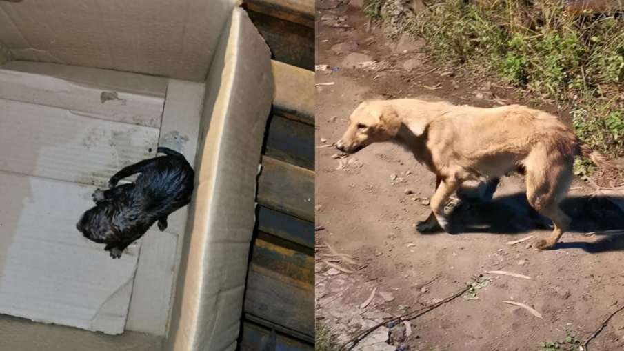 DRM Bhopal, DRM Bhopal puppies, DRM Bhopal Dog rescue, Bhopal Dog Rescue DRM Bhopal, DRM Bhopal puppies, DRM Bhopal Dog rescue, Bhopal Dog Rescue- India TV Hindi