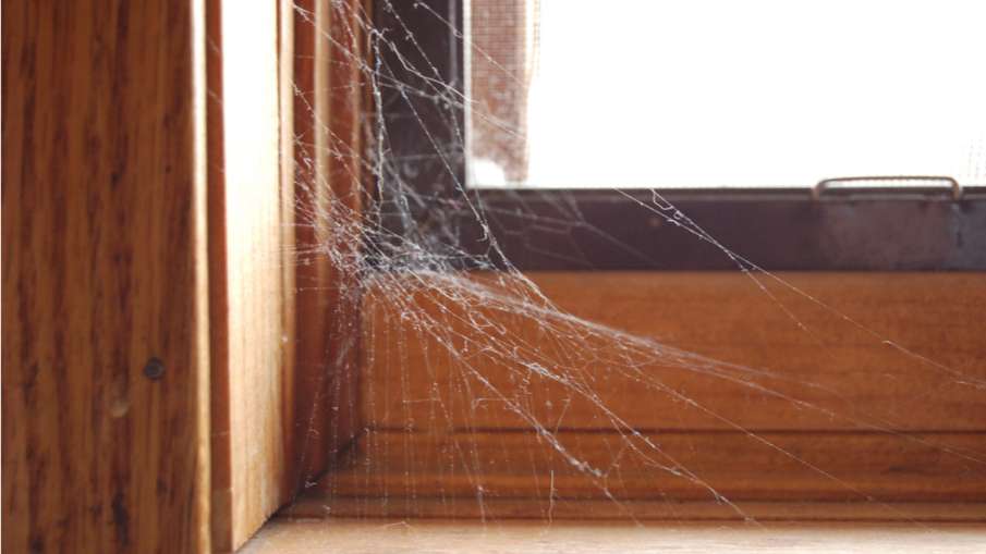 Spider web vastu tips Spider web vastu tips- India TV Hindi
