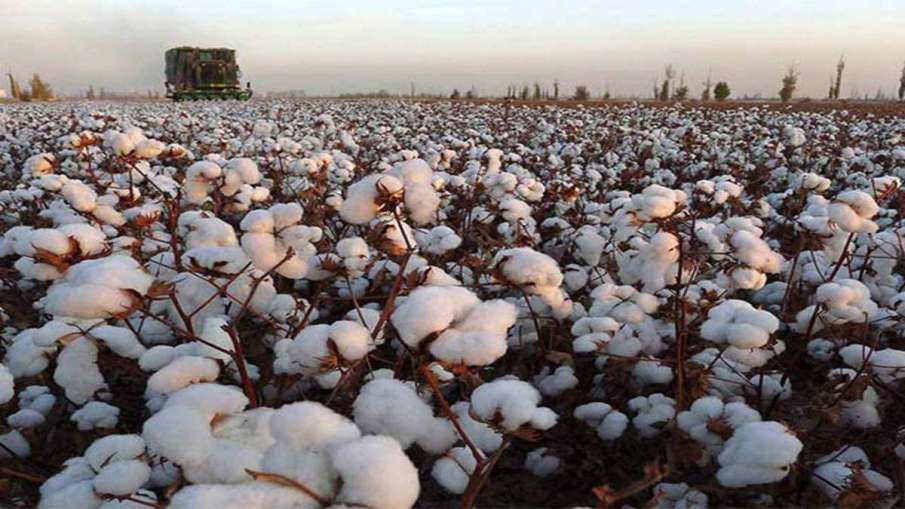 Punjab govt expects record cotton production this season- India TV Paisa