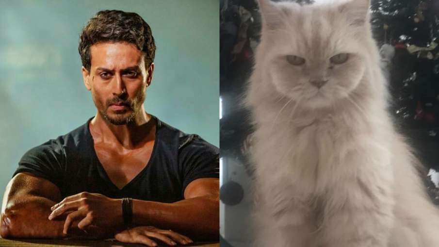 tiger shroff and his cat JD tiger shroff and his cat JD- India TV Hindi