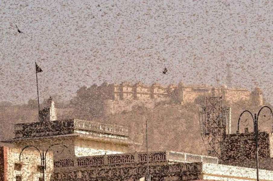 Locust Locust- India TV Hindi