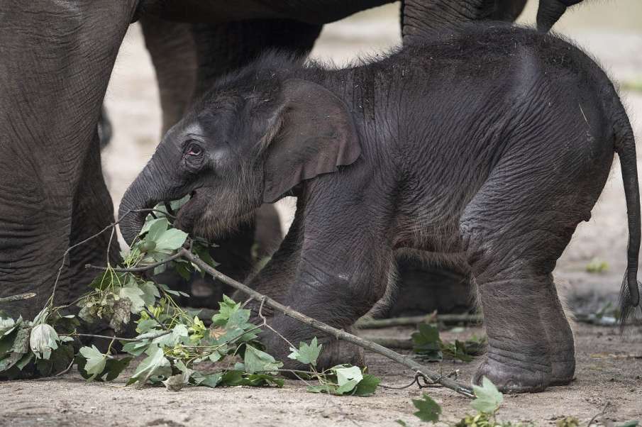 Elephant Elephant- India TV Hindi