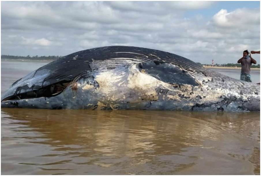 Whale Whale- India TV Hindi