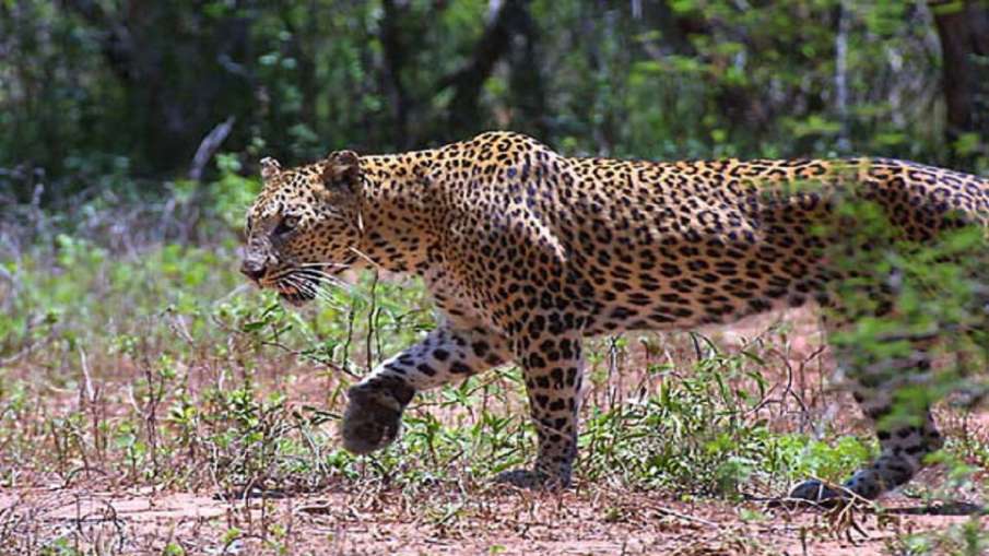 Leopard Leopard- India TV Hindi