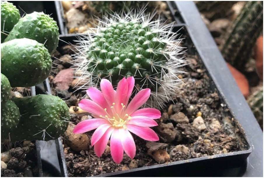 Vastu Tips: Do not plant a thorny plant in a mistake, Vastu Shastra: Did You Just Bring Home Bad Luc Vastu Tips: Do not plant a thorny plant in a mistake, Vastu Shastra: Did You Just Bring Home Bad Luc- India TV Hindi