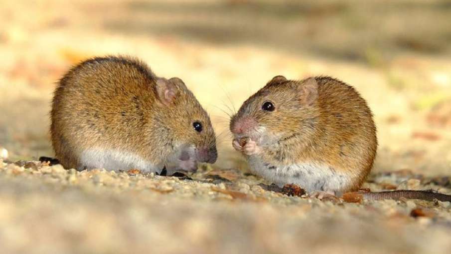 China, alert, bubonic plague China, alert, bubonic plague - India TV Hindi