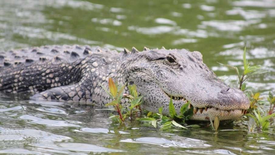 Boy Killed By Crocodile In Dudhwa, Dudhwa Tiger Reserve, Dudhwa, Dudhwa Crocodile Boy Killed By Crocodile In Dudhwa, Dudhwa Tiger Reserve, Dudhwa, Dudhwa Crocodile- India TV Hindi