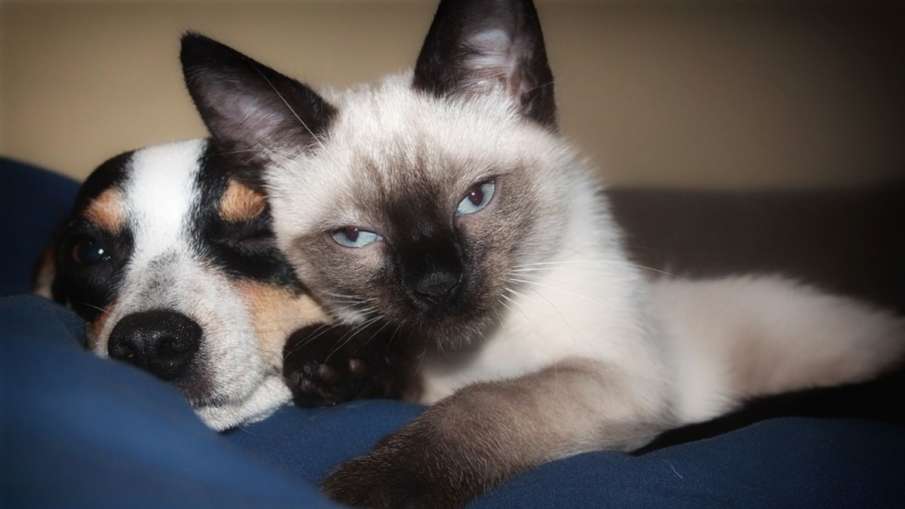 Dogs Coronavirus, Cats Coronavirus, Tiger Coronavirus, Lion Coronavirus, Animal Coronavirus Dogs Coronavirus, Cats Coronavirus, Tiger Coronavirus, Lion Coronavirus, Animal Coronavirus- India TV Hindi