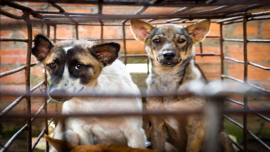 Nagaland Cabinet bans sale of dog meat Nagaland Cabinet bans sale of dog meat- India TV Hindi