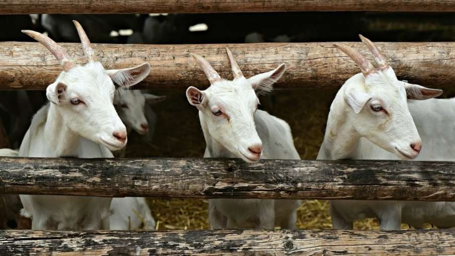 PETA Hoarding, PETA Hoarding Lucknow, PETA Hoarding Maulvi, PETA Hoarding Goat Lucknow PETA Hoarding, PETA Hoarding Lucknow, PETA Hoarding Maulvi, PETA Hoarding Goat Lucknow- India TV Hindi