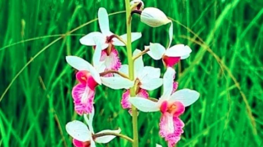 Rare Orchid Plant, Rare Orchid Plant India, Rare Orchid Plant Dudhwa National Park Rare Orchid Plant, Rare Orchid Plant India, Rare Orchid Plant Dudhwa National Park- India TV Hindi