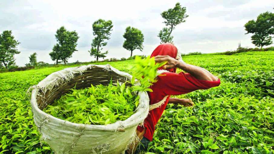 Lockdown impact: Tea production down 54 per cent in April- India TV Paisa