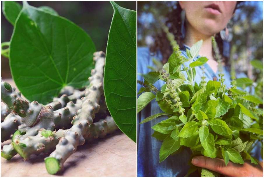 Giloy Tulsi Giloy Tulsi- India TV Hindi