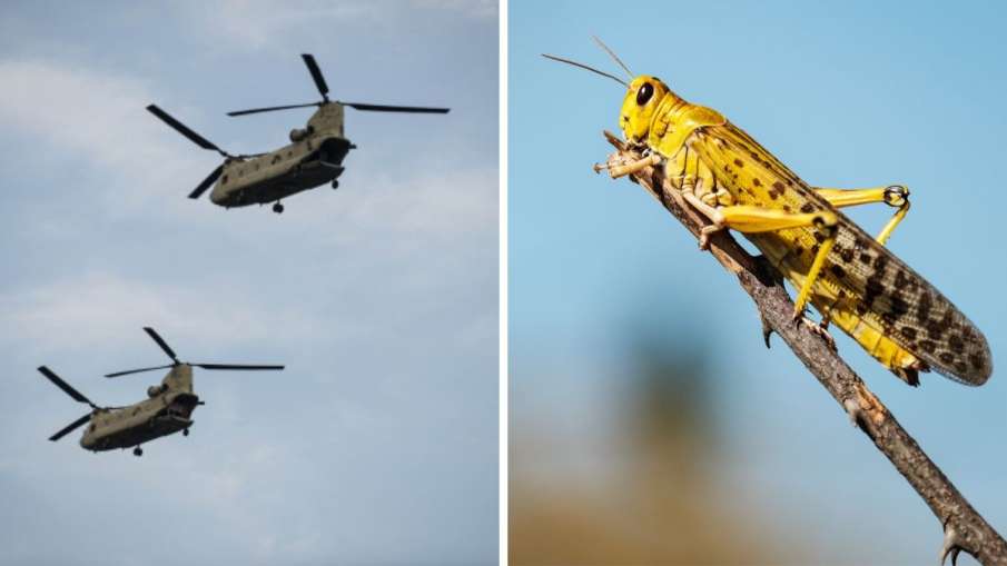 IAF, MI-17 choppers, locusts, Jodhpur IAF, MI-17 choppers, locusts, Jodhpur- India TV Hindi