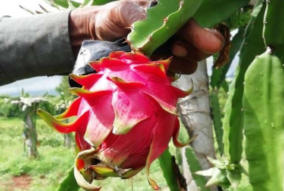Dragon Fruit Dragon Fruit- India TV Hindi