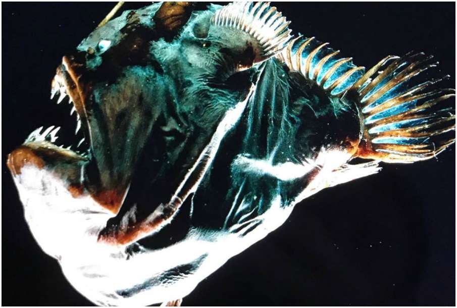 Anglerfish Anglerfish- India TV Hindi