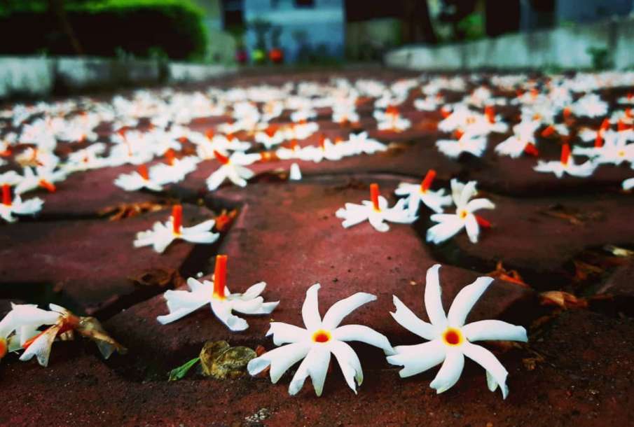 Parijat Flower Parijat Flower- India TV Hindi