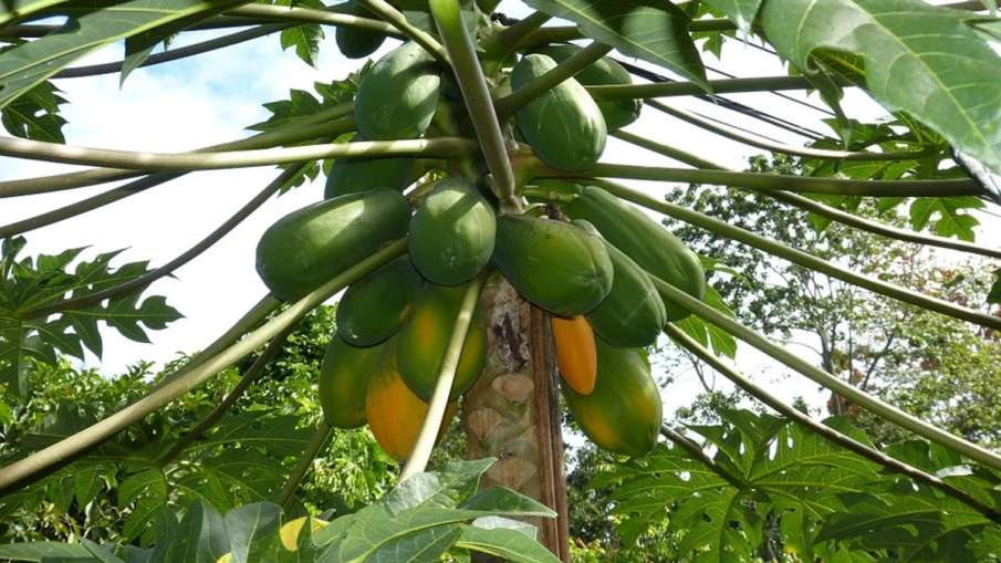 Man Beaten To Death, Man Beaten To Death Papaya Tree, Man Beaten To Death Bengal Man Beaten To Death, Man Beaten To Death Papaya Tree, Man Beaten To Death Bengal- India TV Hindi
