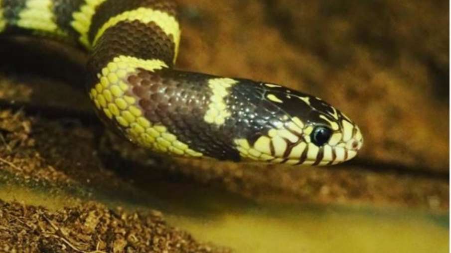 snake snake- India TV Hindi