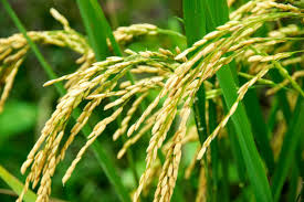 How does new Agriculture law will impact farmers and... How does new Agriculture law will impact farmers and...- India TV Hindi