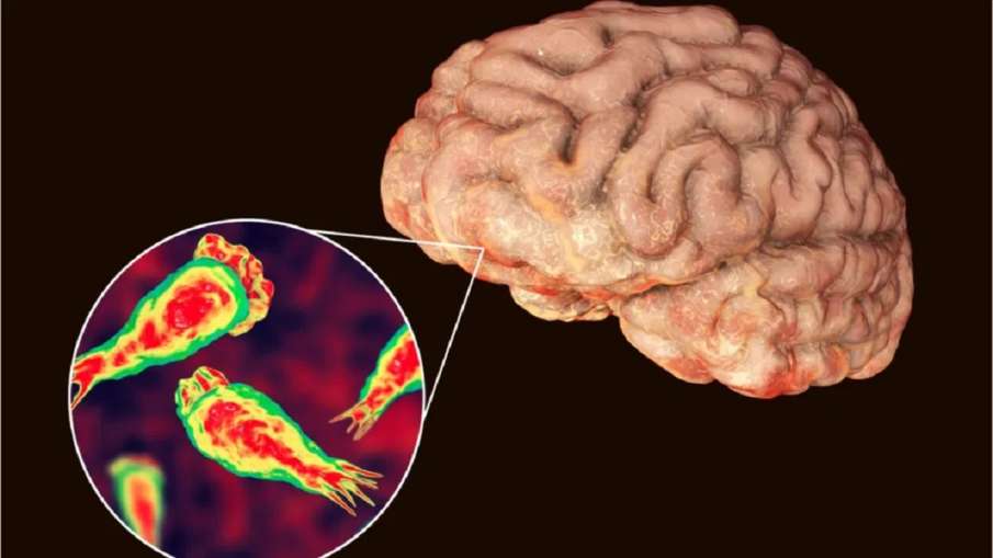 brain eating amoeba brain eating amoeba - India TV Hindi