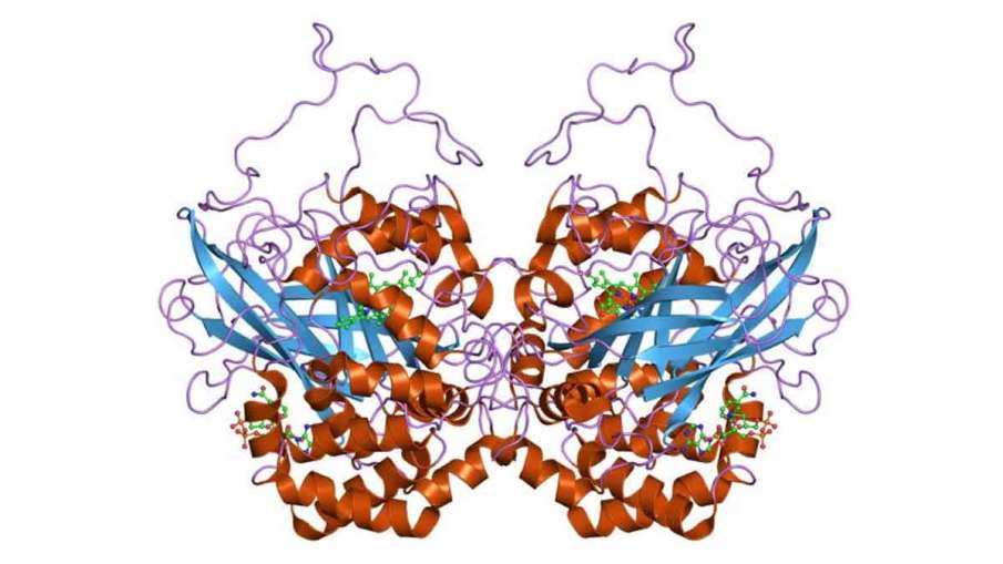 Catalase enzyme, Catalase enzyme Coronavirus, Catalase enzyme Covid-19, Catalase Coronavirus Catalase enzyme, Catalase enzyme Coronavirus, Catalase enzyme Covid-19, Catalase Coronavirus- India TV Hindi