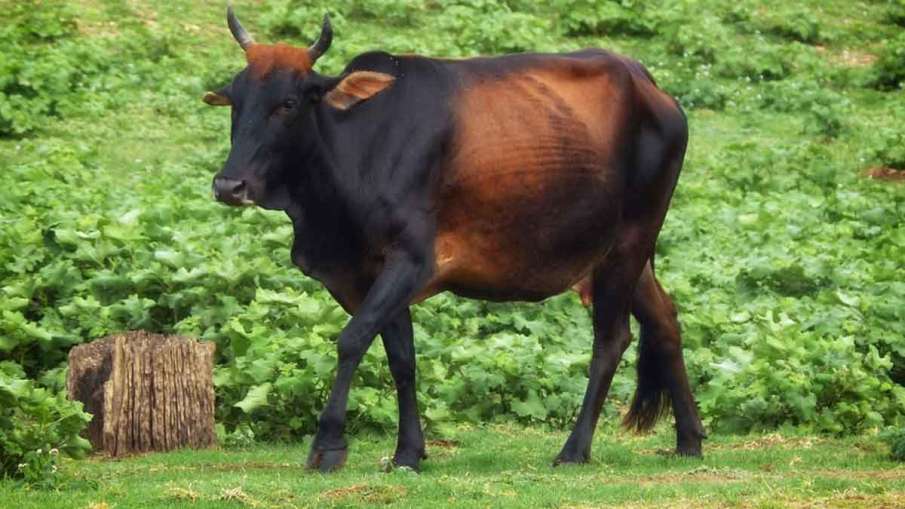 Sri Lanka bans cattle slaughter, Sri Lanka bans cow slaughter, Sri Lanka bans beef slaughter Sri Lanka bans cattle slaughter, Sri Lanka bans cow slaughter, Sri Lanka bans beef slaughter- India TV Hindi