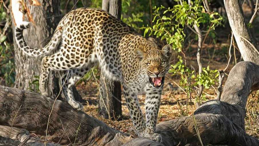 Leopard Kills a Boy, Leopard Kills Boy, Leopard Kills Boy Lakhimpur, Boy Leopard Killed Leopard Kills a Boy, Leopard Kills Boy, Leopard Kills Boy Lakhimpur, Boy Leopard Killed- India TV Hindi