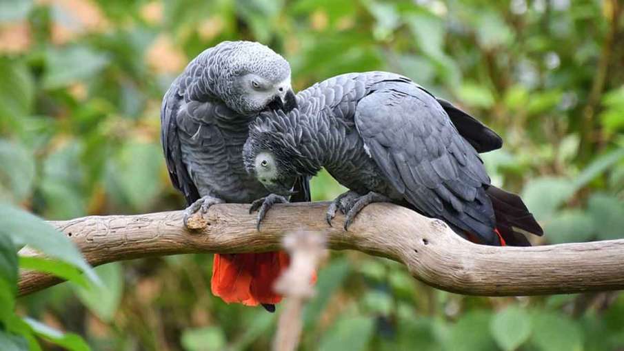 Parrots Swearing, Parrots Swearing Zoo, Parrots Swearing England, Parrots Abusing Parrots Swearing, Parrots Swearing Zoo, Parrots Swearing England, Parrots Abusing- India TV Hindi
