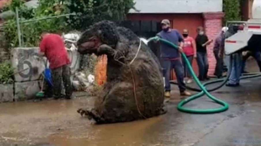 Big Rat, Big Rat Mexico, Giant Rat Mexico, Mexico Rat Big Rat, Big Rat Mexico, Giant Rat Mexico, Mexico Rat- India TV Hindi
