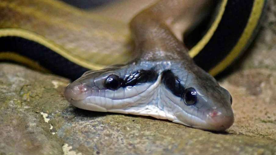 Two Headed Snake, Two Headed Snake Home, Two Headed Snake Woman, Snake with wo Heads Two Headed Snake, Two Headed Snake Home, Two Headed Snake Woman, Snake with wo Heads- India TV Hindi
