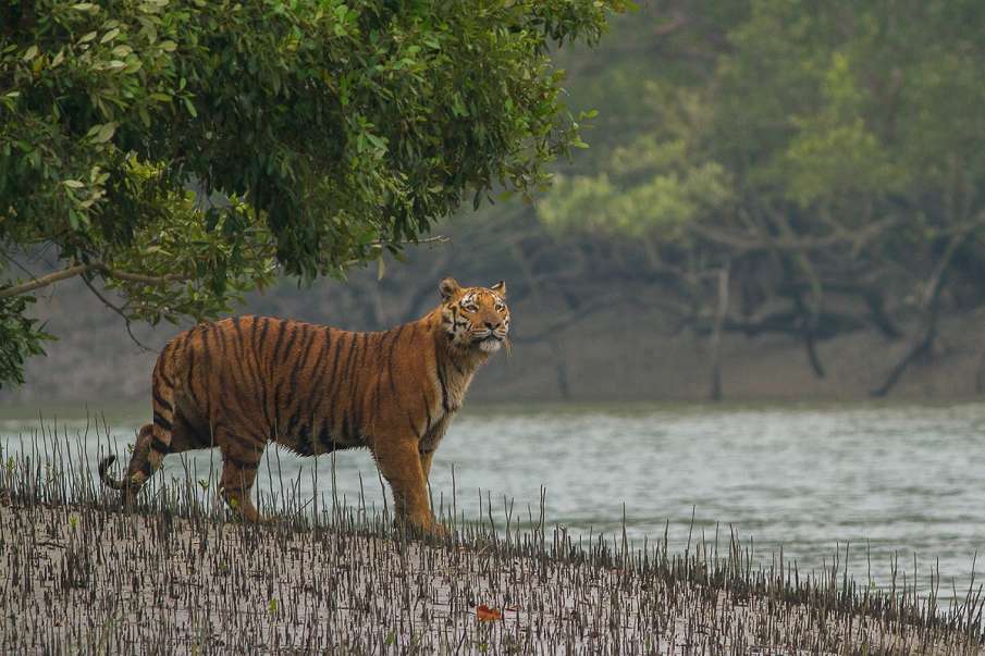 पश्चिम बंगाल में पर्यटन के लिए 23 सितंबर से खोले जाएंगे वन, मार्च से हैं बंद पश्चिम बंगाल में पर्यटन के लिए 23 सितंबर से खोले जाएंगे वन, मार्च से हैं बंद- India TV Hindi