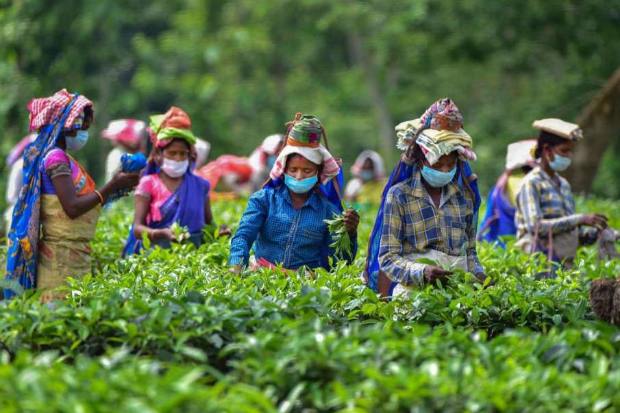 tea garden workers, tea garden workers 3000, tea garden workers in Assam, Himanta Biswa Sarma tea garden workers, tea garden workers 3000, tea garden workers in Assam, Himanta Biswa Sarma- India TV Hindi
