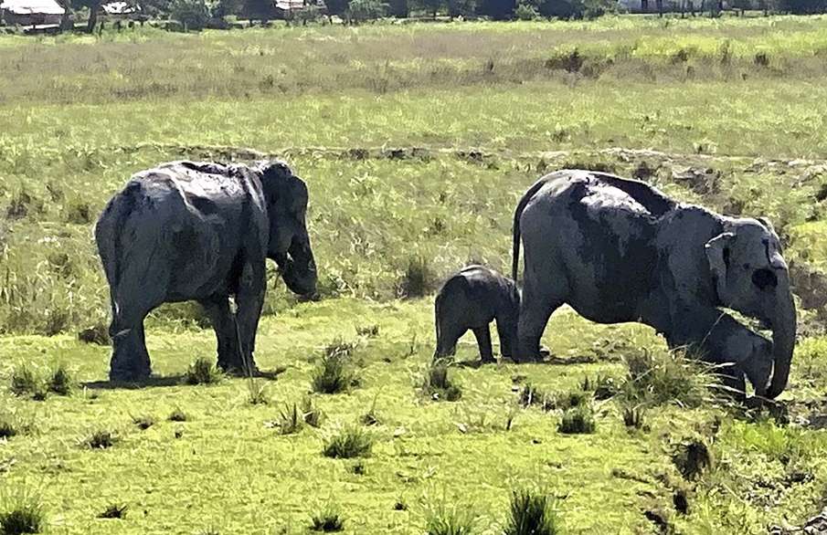 Wild Elephant Wild Elephant- India TV Hindi